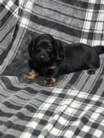 Ariel full akc, a female Miniature Dachshund for sale in Hunnewell, MO – Photo 3 of 9