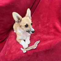 Akc Lulu, a female Pembroke Welsh Corgi for sale in Hunnewell, MO – Photo 3 of 6