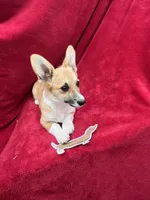 Akc Lulu, a female Pembroke Welsh Corgi for sale in Hunnewell, MO – Photo 3 of 6