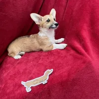 Akc Lulu, a female Pembroke Welsh Corgi for sale in Hunnewell, MO – Photo 2 of 6