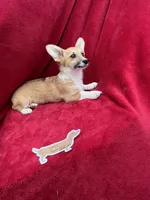 Akc Lulu, a female Pembroke Welsh Corgi for sale in Hunnewell, MO – Photo 2 of 6