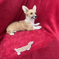 Akc Lulu, a female Pembroke Welsh Corgi for sale in Hunnewell, MO – Photo 5 of 6