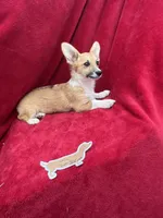 Akc Lulu, a female Pembroke Welsh Corgi for sale in Hunnewell, MO – Photo 5 of 6