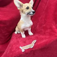 Akc Lulu, a female Pembroke Welsh Corgi for sale in Hunnewell, MO – Photo 6 of 6