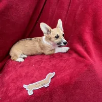 Akc Lulu, a female Pembroke Welsh Corgi for sale in Hunnewell, MO – Photo 4 of 6