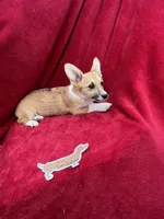 Akc Lulu, a female Pembroke Welsh Corgi for sale in Hunnewell, MO – Photo 4 of 6