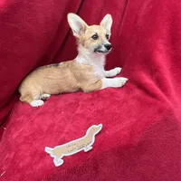 Akc Lulu, a female Pembroke Welsh Corgi for sale in Hunnewell, MO – Photo 1 of 6