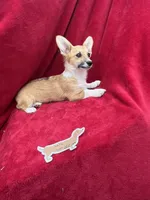 Akc Lulu, a female Pembroke Welsh Corgi for sale in Hunnewell, MO – Photo 1 of 6