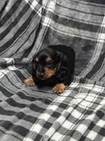 Harry full akc, a male Miniature Dachshund for sale in Hunnewell, MO – Photo 6 of 10
