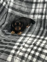 Harry full akc, a male Miniature Dachshund for sale in Hunnewell, MO – Photo 5 of 10