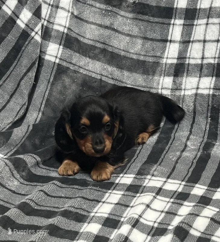 Harry full akc – Miniature Dachshund puppy for sale in Hunnewell, MO