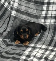 Harry full akc, a male Miniature Dachshund for sale in Hunnewell, MO – Photo 1 of 10