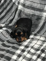 Harry full akc, a male Miniature Dachshund for sale in Hunnewell, MO – Photo 9 of 10