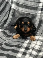 Harry full akc, a male Miniature Dachshund for sale in Hunnewell, MO – Photo 10 of 10