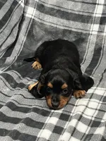 Harry full akc, a male Miniature Dachshund for sale in Hunnewell, MO – Photo 7 of 10