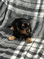 Harry full akc, a male Miniature Dachshund for sale in Hunnewell, MO – Photo 4 of 10