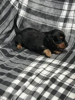 Harry full akc, a male Miniature Dachshund for sale in Hunnewell, MO – Photo 8 of 10