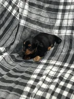 Harry full akc, a male Miniature Dachshund for sale in Hunnewell, MO – Photo 2 of 10