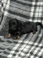 Liam full akc, a male Miniature Dachshund for sale in Hunnewell, MO – Photo 2 of 8