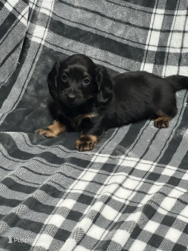 Liam full akc – Miniature Dachshund puppy for sale in Hunnewell, MO