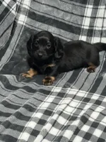 Liam full akc, a male Miniature Dachshund for sale in Hunnewell, MO – Photo 1 of 8