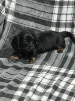 Liam full akc, a male Miniature Dachshund for sale in Hunnewell, MO – Photo 6 of 8