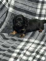 Liam full akc, a male Miniature Dachshund for sale in Hunnewell, MO – Photo 3 of 8