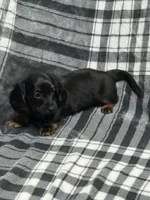 Liam full akc, a male Miniature Dachshund for sale in Hunnewell, MO – Photo 5 of 8