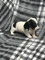 Elsa full akc, a female Miniature Dachshund for sale in Hunnewell, MO – Photo 9 of 10