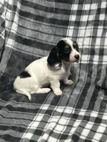 Elsa full akc, a female Miniature Dachshund for sale in Hunnewell, MO – Photo 3 of 10