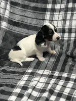 Elsa full akc, a female Miniature Dachshund for sale in Hunnewell, MO – Photo 5 of 10