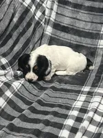 Elsa full akc, a female Miniature Dachshund for sale in Hunnewell, MO – Photo 8 of 10