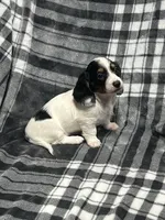 Elsa full akc, a female Miniature Dachshund for sale in Hunnewell, MO – Photo 6 of 10