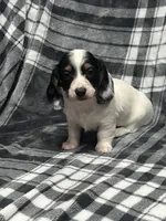 Elsa full akc, a female Miniature Dachshund for sale in Hunnewell, MO – Photo 2 of 10