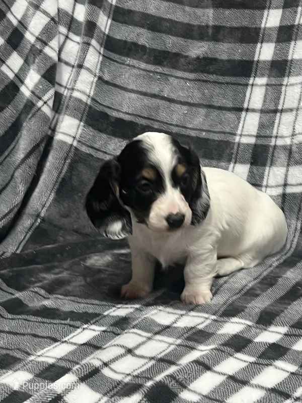 Elsa full akc – Miniature Dachshund puppy for sale in Hunnewell, MO