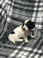 Elsa full akc, a female Miniature Dachshund for sale in Hunnewell, MO – Photo 7 of 10