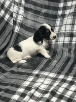 Elsa full akc, a female Miniature Dachshund for sale in Hunnewell, MO – Photo 4 of 10