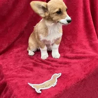 Akc Lila, a female Pembroke Welsh Corgi for sale in Hunnewell, MO – Photo 2 of 6