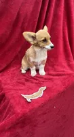 Akc Lila, a female Pembroke Welsh Corgi for sale in Hunnewell, MO – Photo 2 of 6