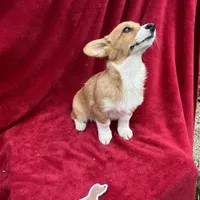 Akc Lila, a female Pembroke Welsh Corgi for sale in Hunnewell, MO – Photo 3 of 6