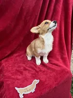 Akc Lila, a female Pembroke Welsh Corgi for sale in Hunnewell, MO – Photo 3 of 6