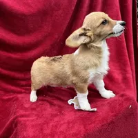 Akc Lila, a female Pembroke Welsh Corgi for sale in Hunnewell, MO – Photo 5 of 6