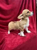 Akc Lila, a female Pembroke Welsh Corgi for sale in Hunnewell, MO – Photo 5 of 6