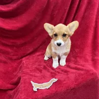 Akc Lila, a female Pembroke Welsh Corgi for sale in Hunnewell, MO – Photo 1 of 6