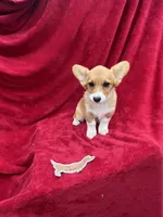 Akc Lila, a female Pembroke Welsh Corgi for sale in Hunnewell, MO – Photo 1 of 6