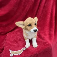 Akc Lila, a female Pembroke Welsh Corgi for sale in Hunnewell, MO – Photo 4 of 6