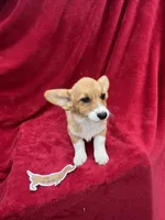 Akc Lila, a female Pembroke Welsh Corgi for sale in Hunnewell, MO – Photo 4 of 6