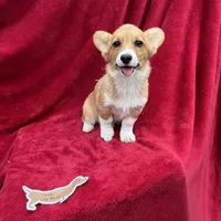 Akc Lila, a female Pembroke Welsh Corgi for sale in Hunnewell, MO – Photo 6 of 6