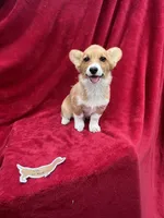 Akc Lila, a female Pembroke Welsh Corgi for sale in Hunnewell, MO – Photo 6 of 6