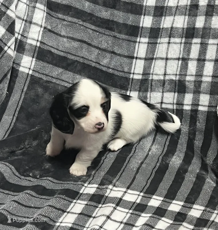 Anna full akc – Miniature Dachshund puppy for sale in Hunnewell, MO